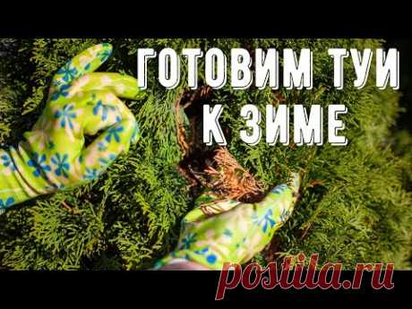 Подготовка хвойных растений к зиме. Защищаем туи и можжевельник от пожелтения и подгорания листвы