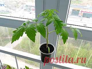 Опыт выращивания рассады помидоров без пикировки