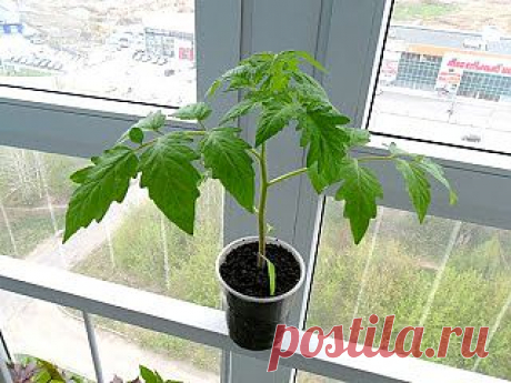 Опыт выращивания рассады помидоров без пикировки