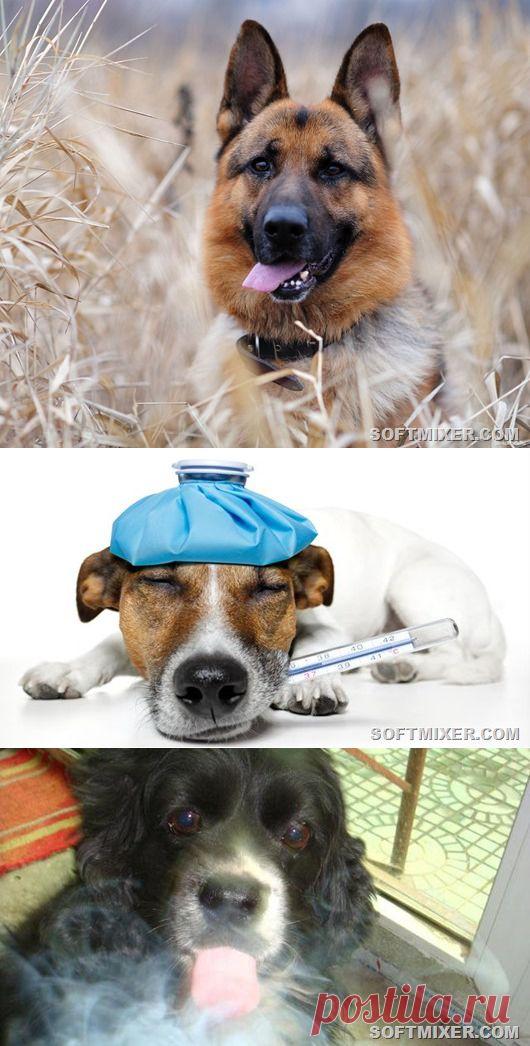 Удивительные факты о собаках | Уши, лапы, хвост