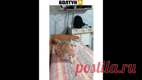 Котик болтун)))