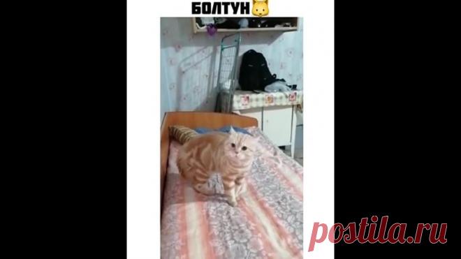 Котик болтун)))