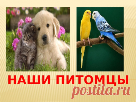 Наши питомцы - новая тема для обсуждения