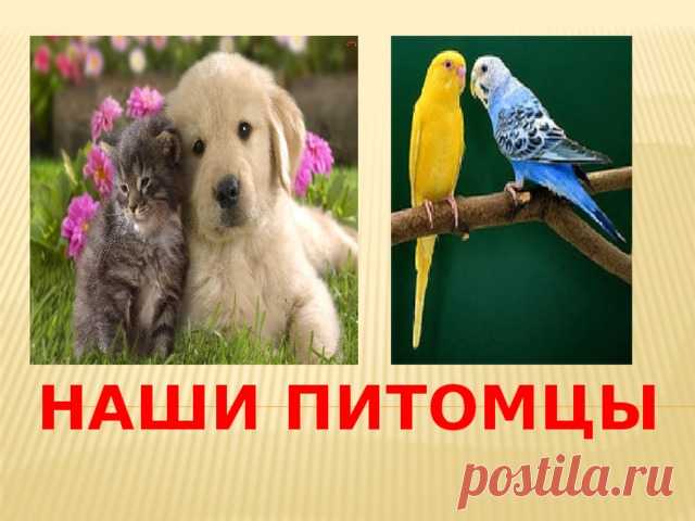 Наши питомцы - новая тема для обсуждения