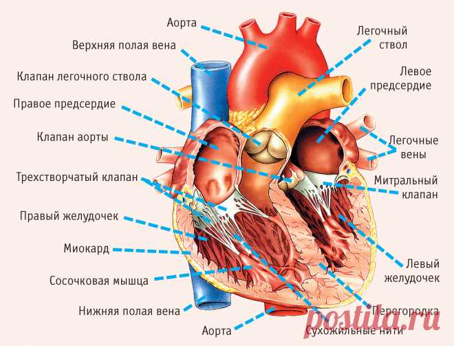 1 симптомов, указывающих на серьезные проблемы с сердцем!
Предлагаем вам узнать 11 симптомов, которые говорят о серьезных проблемах с сердцем. Будьте внимательны к себе и вы сможете предотвратить сердечный приступ и сберечь своё здоровье или даже жизнь. НЕ ИГНОРИРУЙТЕ ЭТИМИ СИМПТОМАМИ!
Проявляйте заботу о себе