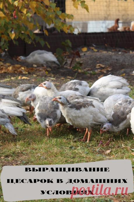выращивание цесарок в домашних условиях