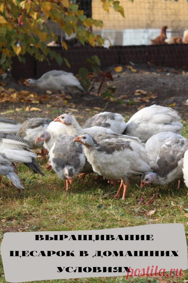выращивание цесарок в домашних условиях
