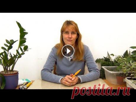 Пересадка комнатных растений Можно ли пересаживать комнатные растения осенью? Как их лучше пересаживать чтобы не навредить? На эти и другие вопросы я постараюсь ответить в этом ви...