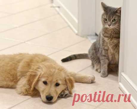 Golden Retriever Puppy and Cat | Flickr - Photo Sharing! Щенок золотистого ретривера и кошка