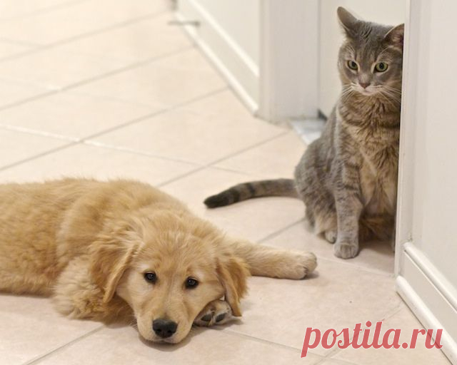 Golden Retriever Puppy and Cat | Flickr - Photo Sharing! Щенок золотистого ретривера и кошка