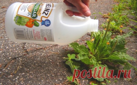 Верный способ, как избавиться от сорняков средствами, которые есть дома у каждого
