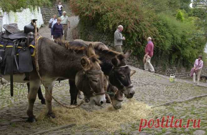 Кловелли (Clovelly) — маленькая рыбацкая деревня. Девон, Англия  Деревенька совершенно очаровательная, и как бы выпавшая из времени... Попав сюда, забываешь, что где-то есть какая-то цивилизация — здесь нет автомобильного движения, все, как в старину: пешочком вниз, пешочком же вверх, а багаж тех постояльцев, которые решают здесь провести пару ночей,...