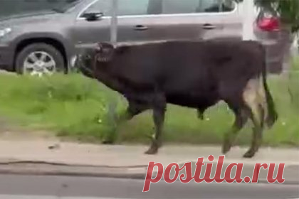 В Подмосковье заметили гуляющего быка
