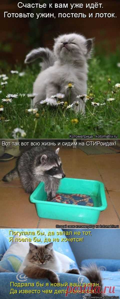 Коты и прочая компашка.