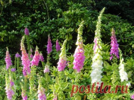 Наперстянка — изысканный перст вашего сада. Выращивание, уход, посадка. Фото - Ботаничка.ru