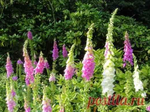 Наперстянка — изысканный перст вашего сада. Выращивание, уход, посадка. Фото - Ботаничка.ru