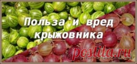 Крыжовник - польза и вред для здоровья женщин, мужчин, детей
