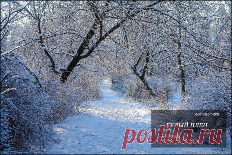 Фотопрогулки. Белый плен Погода в праздничные дни у нас была как девушка, ветреная и переменчиваяДождь сменялся снегом.Оледенение сменялось наводнениемВ один из дней,когда всю ночь шел снег, я вышел поснимать в наш городской ...