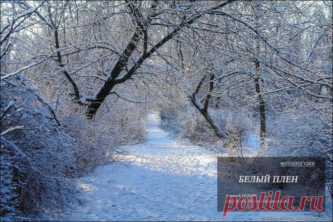 Фотопрогулки.  Белый плен Погода в праздничные дни у нас была как девушка, ветреная и переменчиваяДождь сменялся снегом.Оледенение сменялось наводнениемВ один из дней,когда всю ночь шел снег, я вышел поснимать в наш городской ...