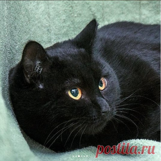 Славная бархатная добрая кошечка Черничка. Москва – Собаки, Кошки, Коты, Щенки, Котята в ДОБРЫЕ РУКИ -- Бесплатно, пользователь Ольга Бавилина | Группы Мой Мир