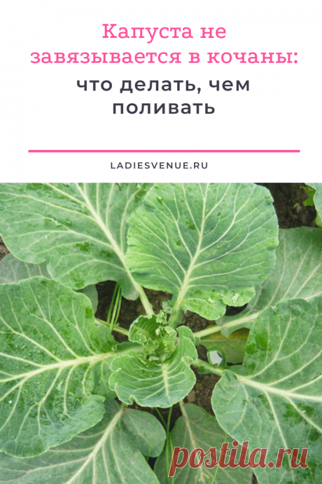 Капуста не завязывается в кочаны: что делать, чем поливать