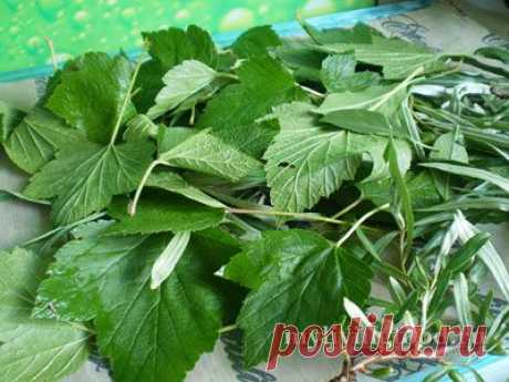 Ферментированный чай из зелени и трав (фото-инструкция)