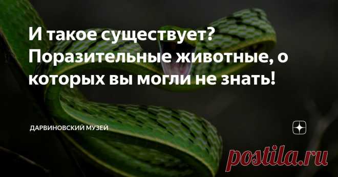 И такое существует? Поразительные животные, о которых вы могли не знать! Статья автора «Дарвиновский музей» в Дзене ✍: На нашей планете обитают миллионы животных. Неудивительно, что о каких-то мы можем просто не знать! Делимся подборкой редких и очень необычных существ.