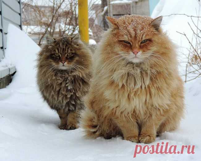 20 животных, которые утеплились к зиме