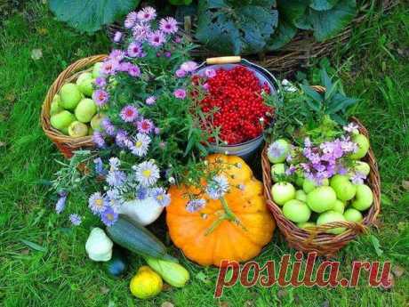 Соль, сахар, чеснок, кефир, горчица - отличные удобрения.