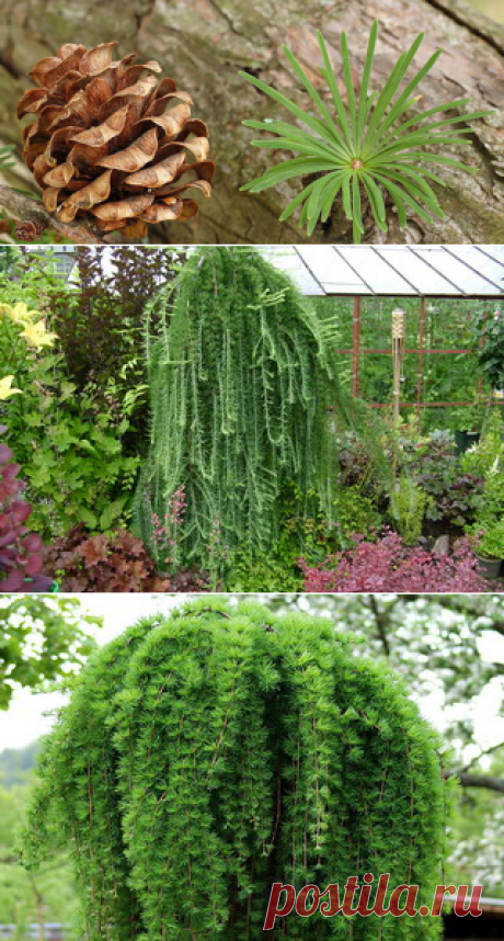 Лиственница японская: фото и описание сортов Stiff Weeper (Стиф Випер), Пендула и Диана, посадка и уход