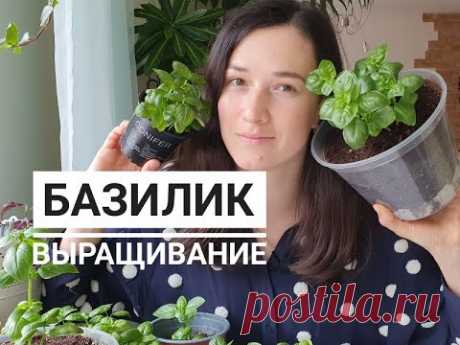 БАЗИЛИК. КАК НЕ СТОИТ САЖАТЬ.