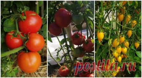 Какие ранние и сладкие томаты можно посадить в теплице и на огороде, чтобы они порадовали урожаем и вкусом — Ⴚα∂ ℨα୮০τ০Ᏸҡα