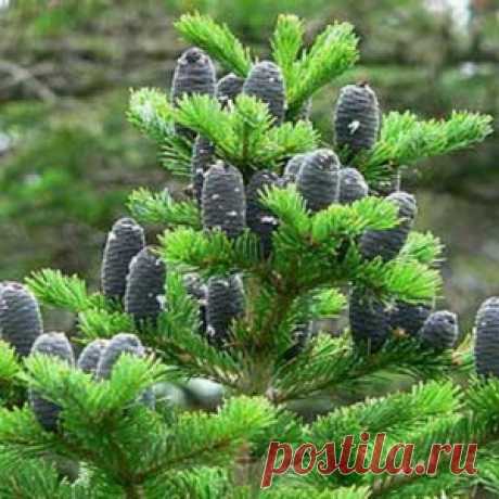 Полезные свойства хвои пихты - МирТесен