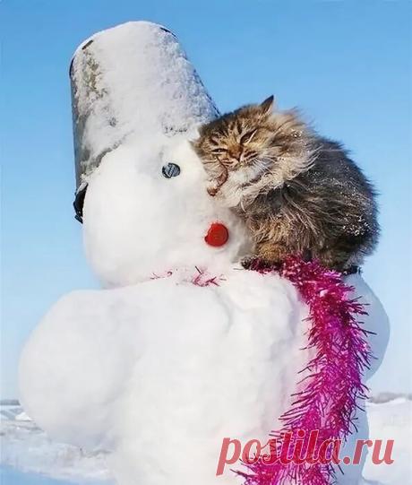 Смешные животные и первый снег. Подборка забавных фото | уДачная жизнь | Дзен