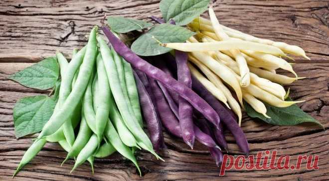 Такая разная фасоль: как приготовить ее вкусно — читать на Gastronom.ru