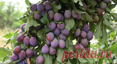 Обязательно сделайте это до холодов — и в следующем году получите рекордный урожай слив | Полезные советы на все случаи жизни