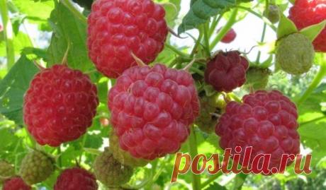 УХОД ЗА МАЛИНОЙ И СМОРОДИНОЙ ПОСЛЕ ПЛОДОНОШЕНИЯ
Ну вот, малину со смородиной собрали. Наелись от души сладких ягод, наделали компотов и варений. А теперь нужно позаботиться о кустах, так щедро снабдивших нас витаминным урожаем.
В первую очередь очищаем кусты от паутинных гнезд. Если их оставить, то в них останется на зимовку тля, которая по весне успеет и наплодиться, и немало вреда нанести. 
Все скрученные листья, сухие и поврежденные ягоды, засохшие ветки удаляем и сжига...