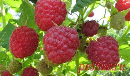 УХОД ЗА МАЛИНОЙ И СМОРОДИНОЙ ПОСЛЕ ПЛОДОНОШЕНИЯ
Ну вот, малину со смородиной собрали. Наелись от души сладких ягод, наделали компотов и варений. А теперь нужно позаботиться о кустах, так щедро снабдивших нас витаминным урожаем.
В первую очередь очищаем кусты от паутинных гнезд. Если их оставить, то в них останется на зимовку тля, которая по весне успеет и наплодиться, и немало вреда нанести. 
Все скрученные листья, сухие и поврежденные ягоды, засохшие ветки удаляем и сжига...