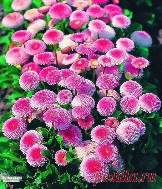 Невероятно красивые - маргаритки. Выращиваем в саду.