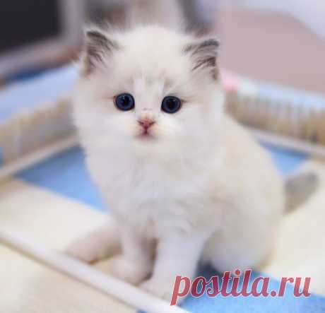 Пупсик