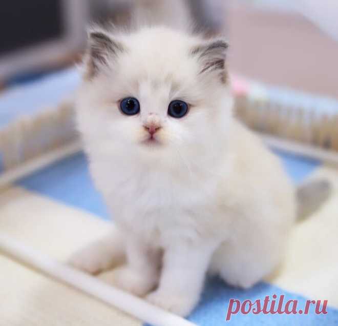 Пупсик