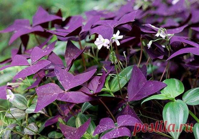 Кислица – бабочки в горшочке