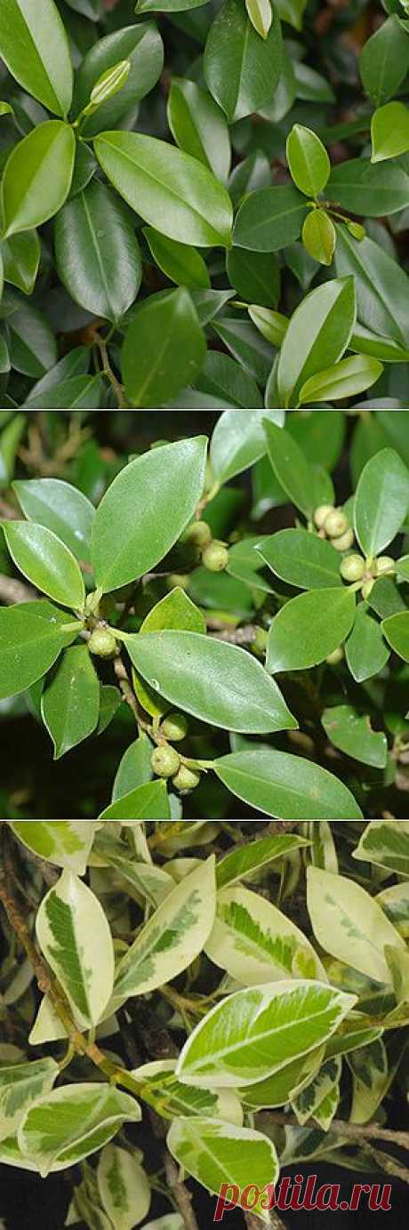 Фикус микрокарпа / Ficus microcarpa / Фикус мелкоплодный - уход, фото