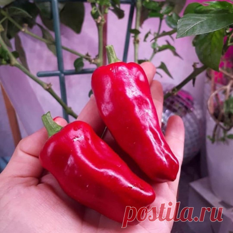Перец 🌶 КУЗЯ!
Благодарный сорт перца сладкого для комнатного выращивания и просто народный любимец! А все потому, что многие, кто выращивал его, получили то, что хотели – крупные, вкусные и ароматные плоды.

Раннеспелый.
Период от всходов до созревания 90-95 дней.
Растение компактное, обильно плодоносит в течении сезона.
Сладкие ароматные плоды до 80 г от темно-зеленого до красного цвета.
Устойчив к ВТМ.
Фото получены от наших подписчиков в  инстаграмме - участников проек...