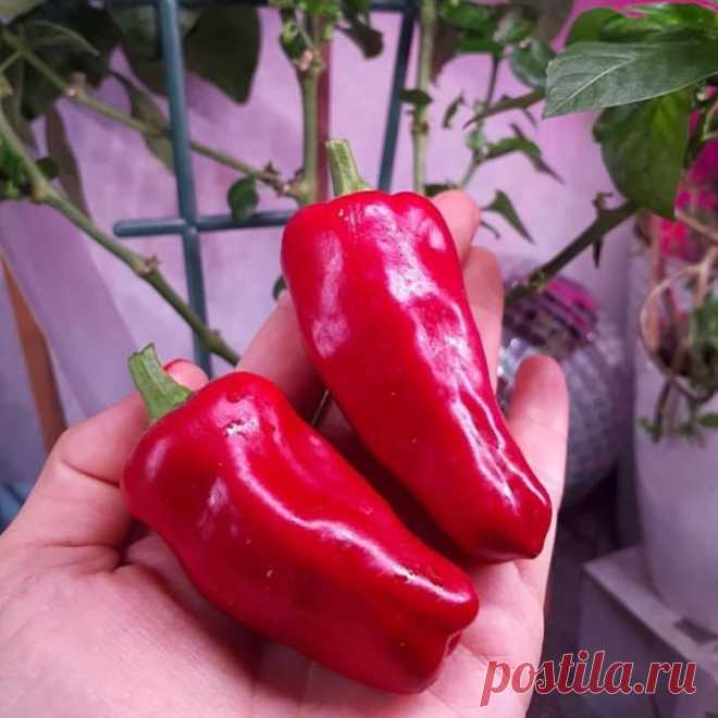 Перец 🌶 КУЗЯ!
Благодарный сорт перца сладкого для комнатного выращивания и просто народный любимец! А все потому, что многие, кто выращивал его, получили то, что хотели – крупные, вкусные и ароматные плоды.

Раннеспелый.
Период от всходов до созревания 90-95 дней.
Растение компактное, обильно плодоносит в течении сезона.
Сладкие ароматные плоды до 80 г от темно-зеленого до красного цвета.
Устойчив к ВТМ.
Фото получены от наших подписчиков в  инстаграмме - участников проек...