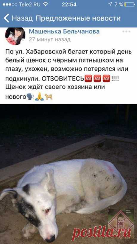 Может быть кто-то захочет приютить бедного щенка? Очень ласковый и приветливый, на ноге заморался краской и грязью. У нас мало места для дружка, пишите в лс (Будем рады, если он обретёт свой новый, тёплый дом)Готовы сами его привезти к его новому или старому хозяину
https://vk.com/id42647055