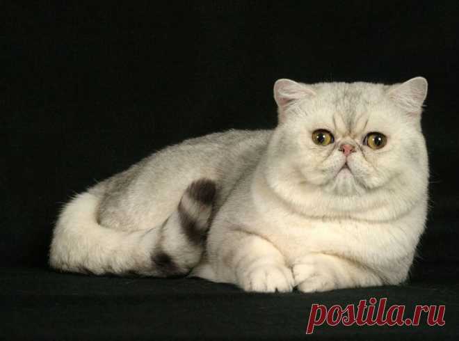 Экзотическая короткошерстная кошка или экзот