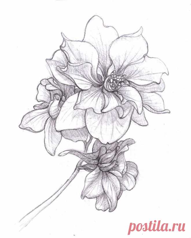 25 Beautiful Flower Drawing Information & Ideas