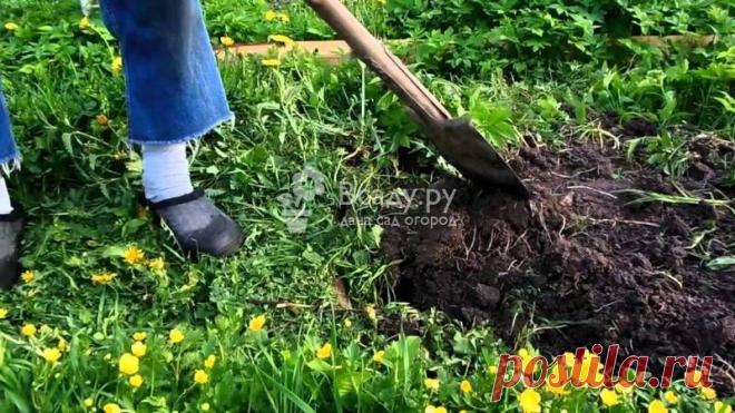 Как подготовить целину под огород, чем обработать и удобрить почву Как подготовить целину под огород в июне, чем обрабатывать целину. Как подготовить целинную почву к посадке овощей. Как обработать большой участок вручную