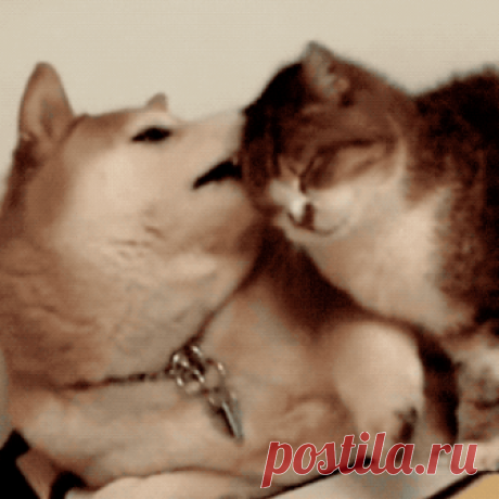 Позитивные гифки с животными Позитивная подборка гифок с животными, которая точно поднимет вам настроение. Лев, соскучившийся по своему человеку, маленький слоненок не боится людей, лисичка, которая очень любит ласку, и много других позитивных моментов, попавших в объектив камеры.